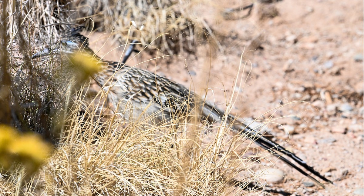 Greater Roadrunner - ML610384970