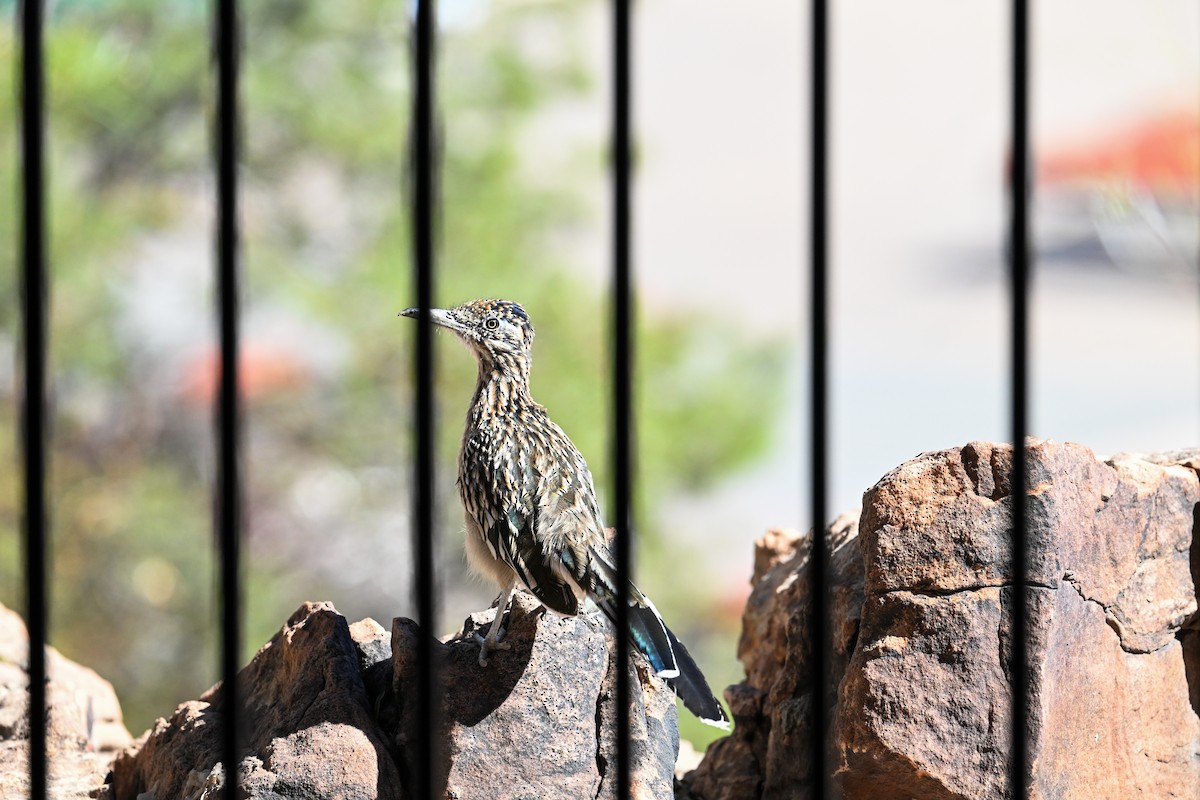 Greater Roadrunner - ML610384971