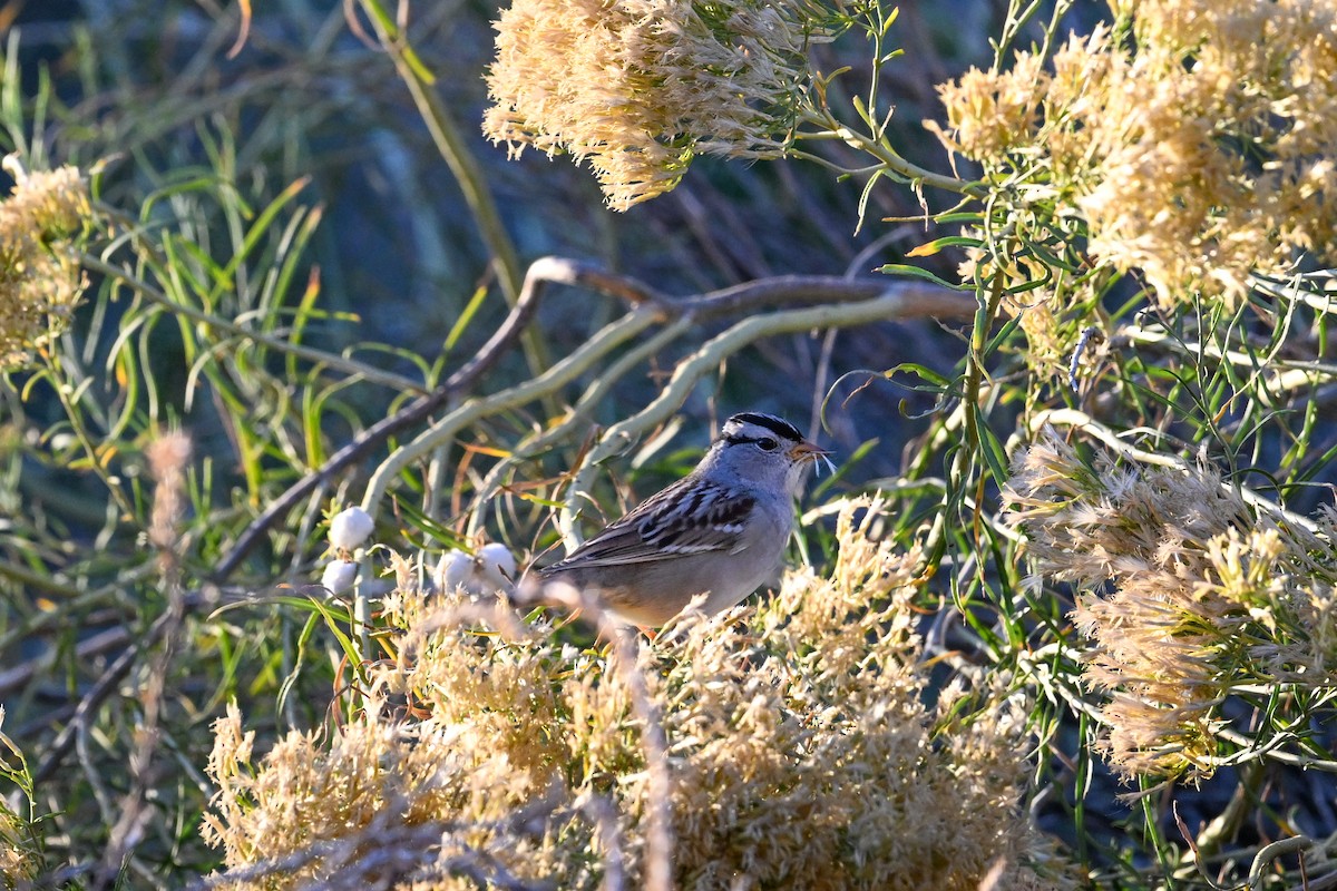 White-crowned Sparrow - ML610384973