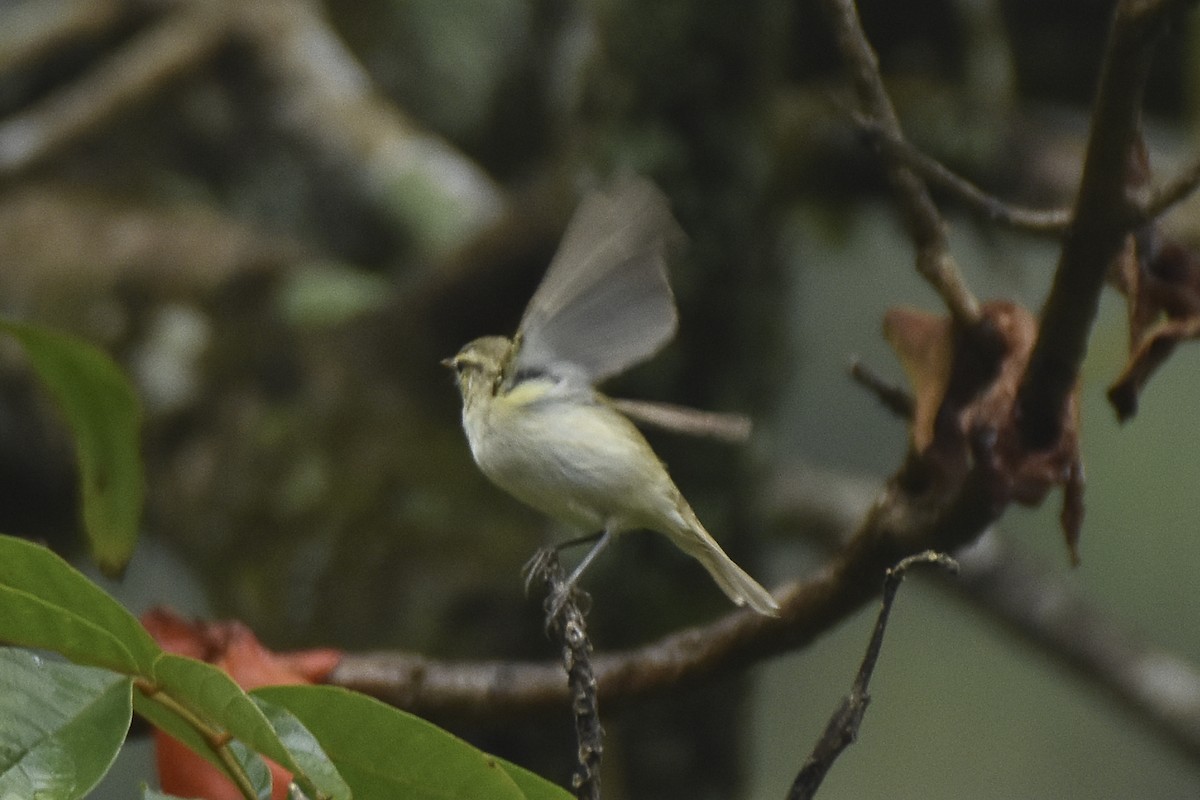 Western Crowned Warbler - ML610384984