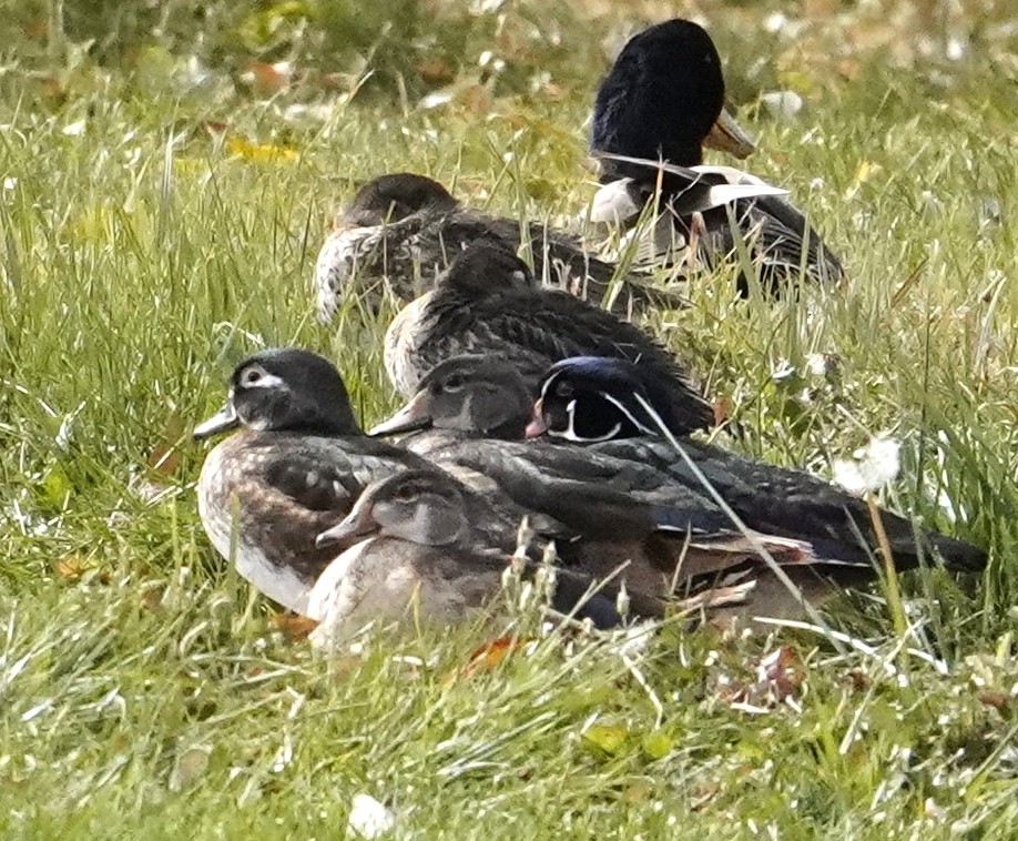 Wood Duck - ML610385035