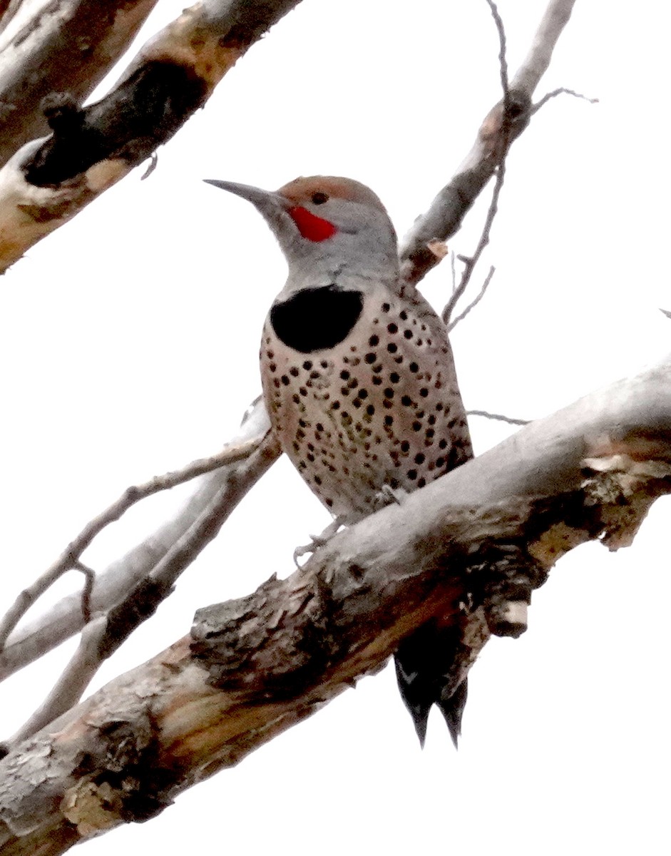 Northern Flicker - ML610385044