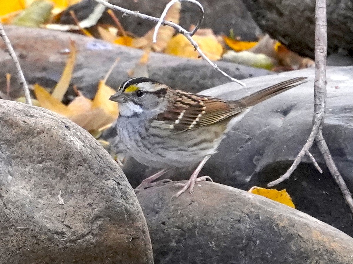 White-throated Sparrow - ML610385046