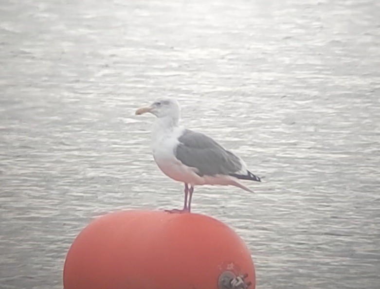 Western Gull - Liam Huber