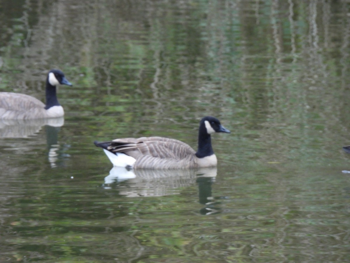 Cackling Goose - ML610385071