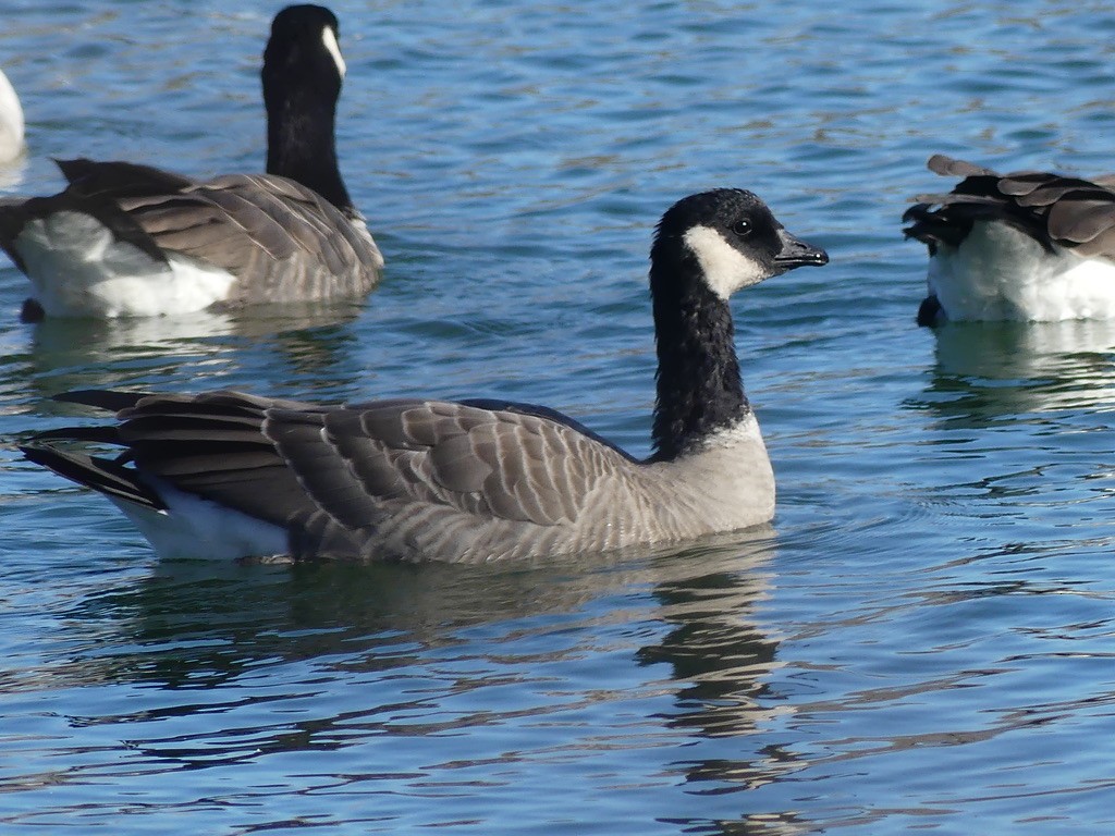 Cackling Goose - ML610385082