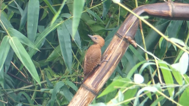 Rufous Woodpecker - ML610385143