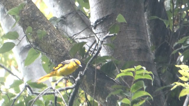 Minivet écarlate - ML610385232