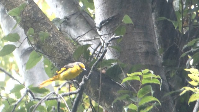 Minivet Escarlata - ML610385232