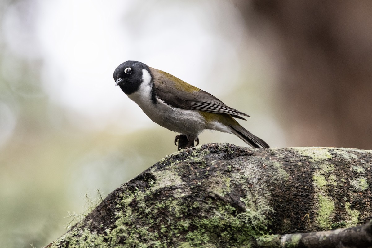 Black-headed Honeyeater - Owen  Lawton