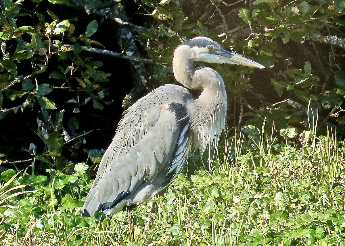 Great Blue Heron - ML610385312