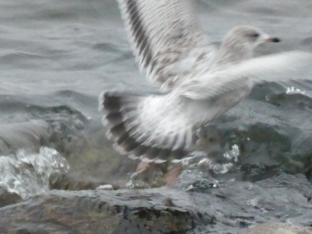 Ring-billed Gull - T A