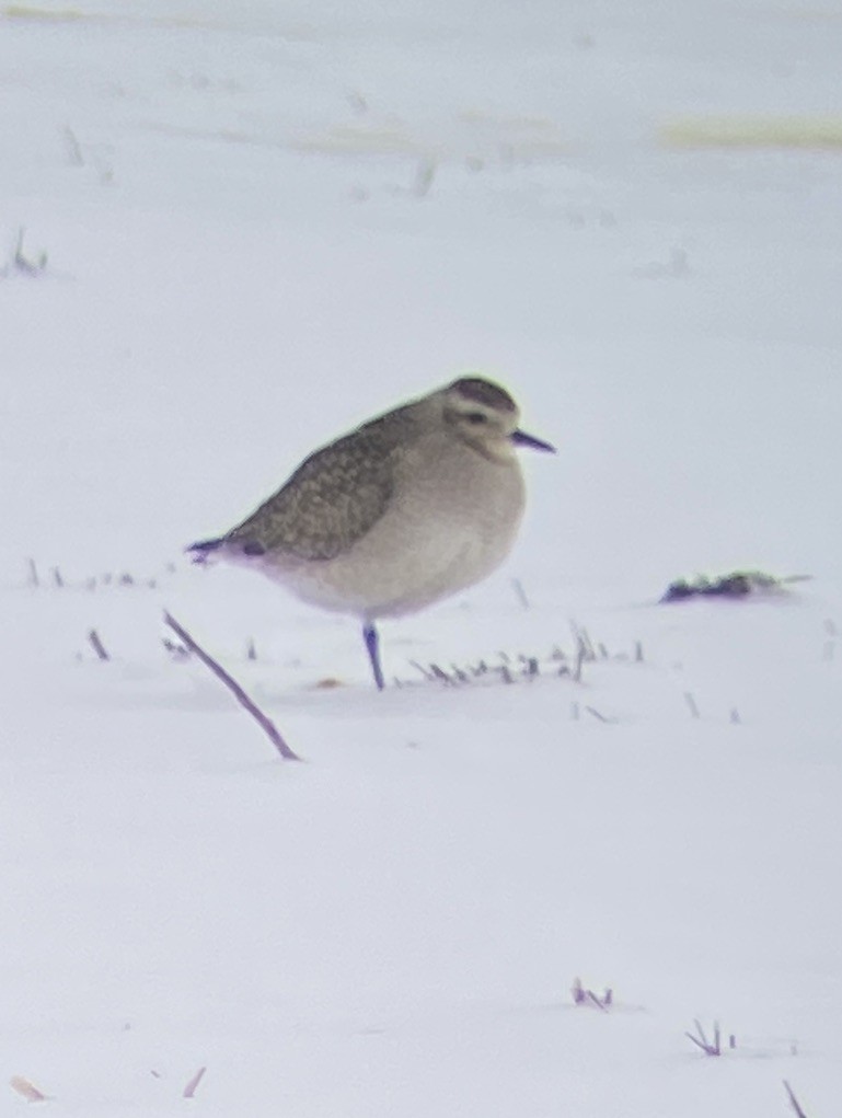 Black-bellied Plover - ML610385403