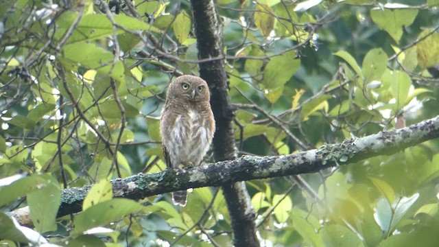 Asian Barred Owlet - ML610385410