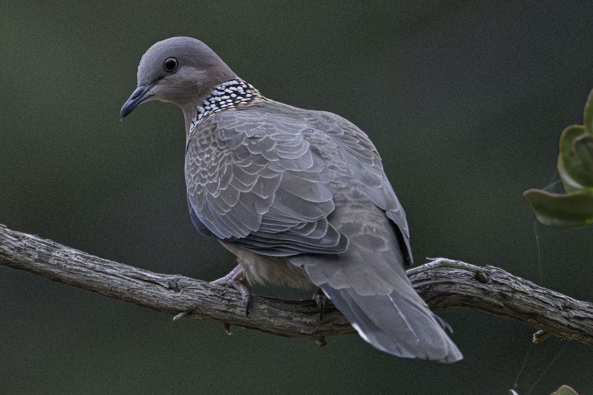 Spotted Dove - ML610385454