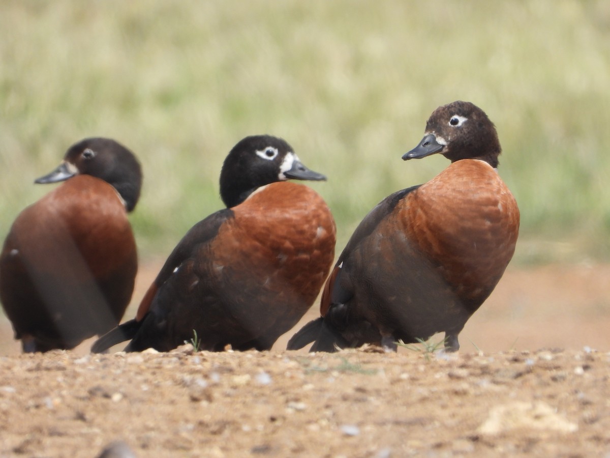 Australian Shelduck - ML610385473