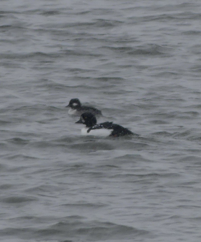 Barrow's Goldeneye - ML610385576