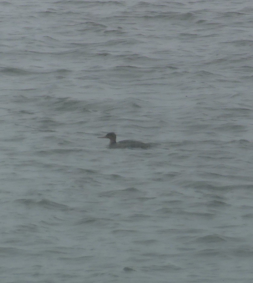 Red-breasted Merganser - ML610385579