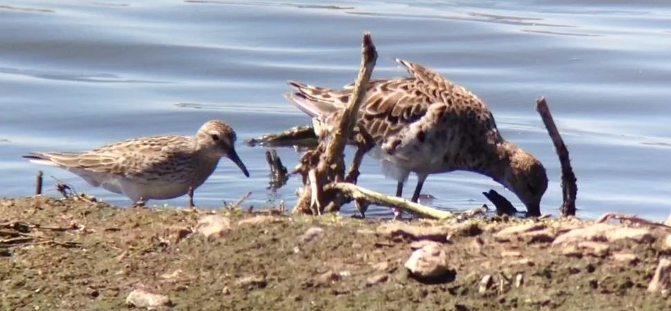 Weißbürzel-Strandläufer - ML610385622