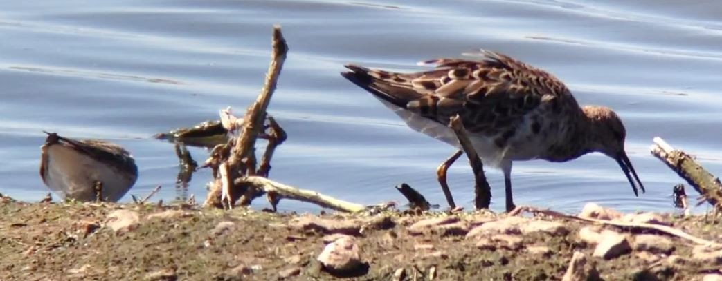 White-rumped Sandpiper - ML610385627