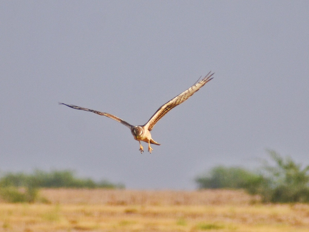 Montagu's Harrier - ML610385629