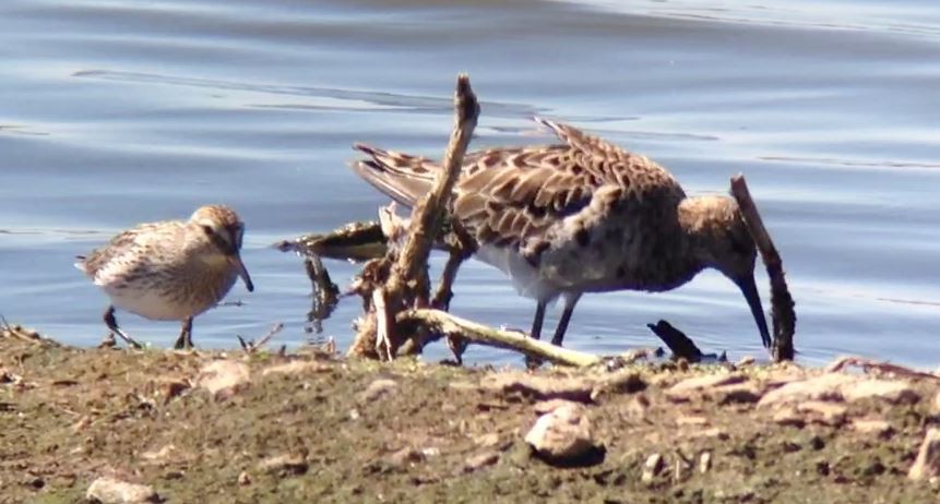 White-rumped Sandpiper - ML610385632