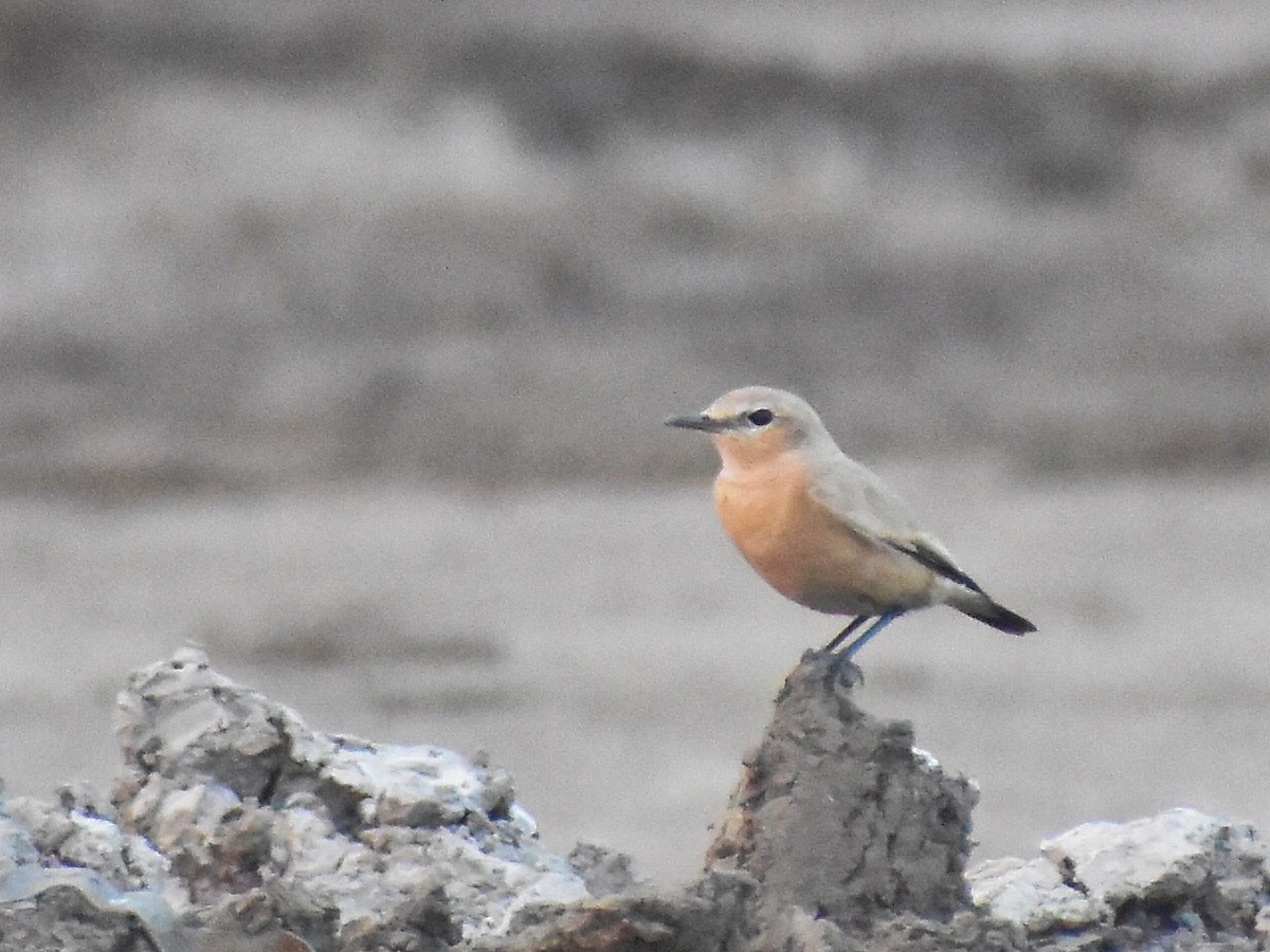 Isabelline Wheatear - ML610385638