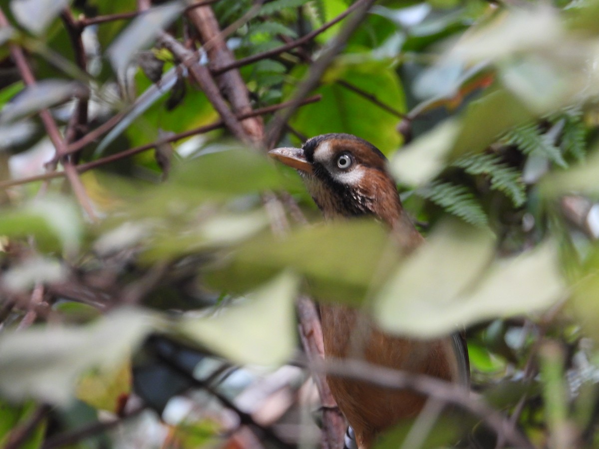 Moustached Laughingthrush - ML610385643