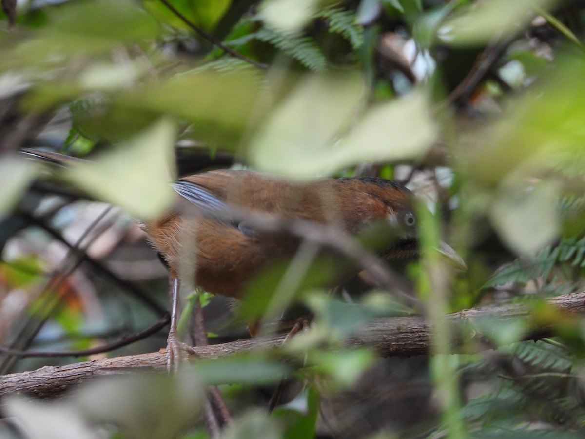 Moustached Laughingthrush - ML610385644