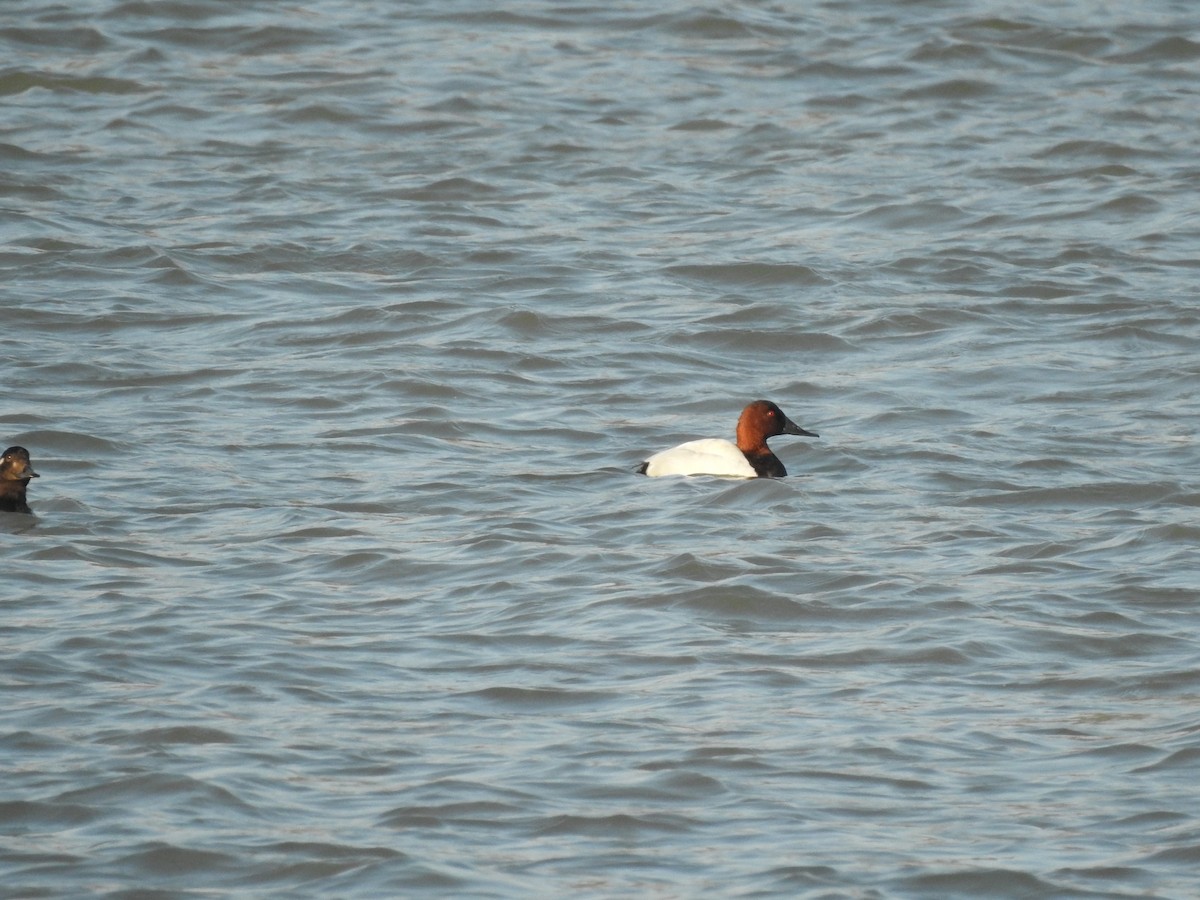 Canvasback - ML610385704