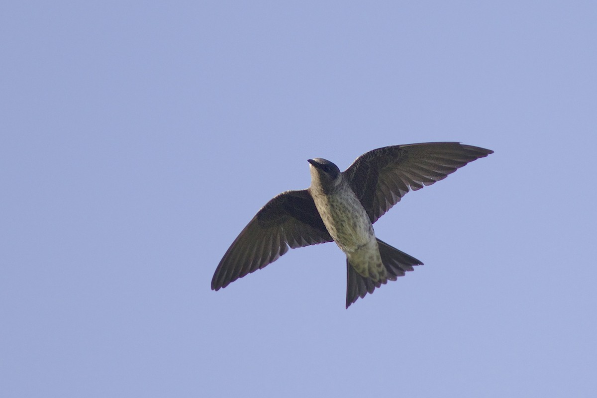 Purple Martin - Doug Hitchcox