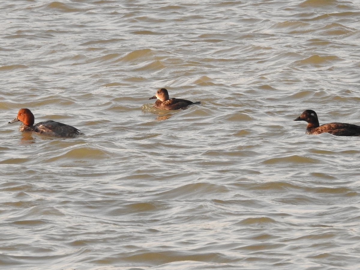 White-winged Scoter - ML610385723