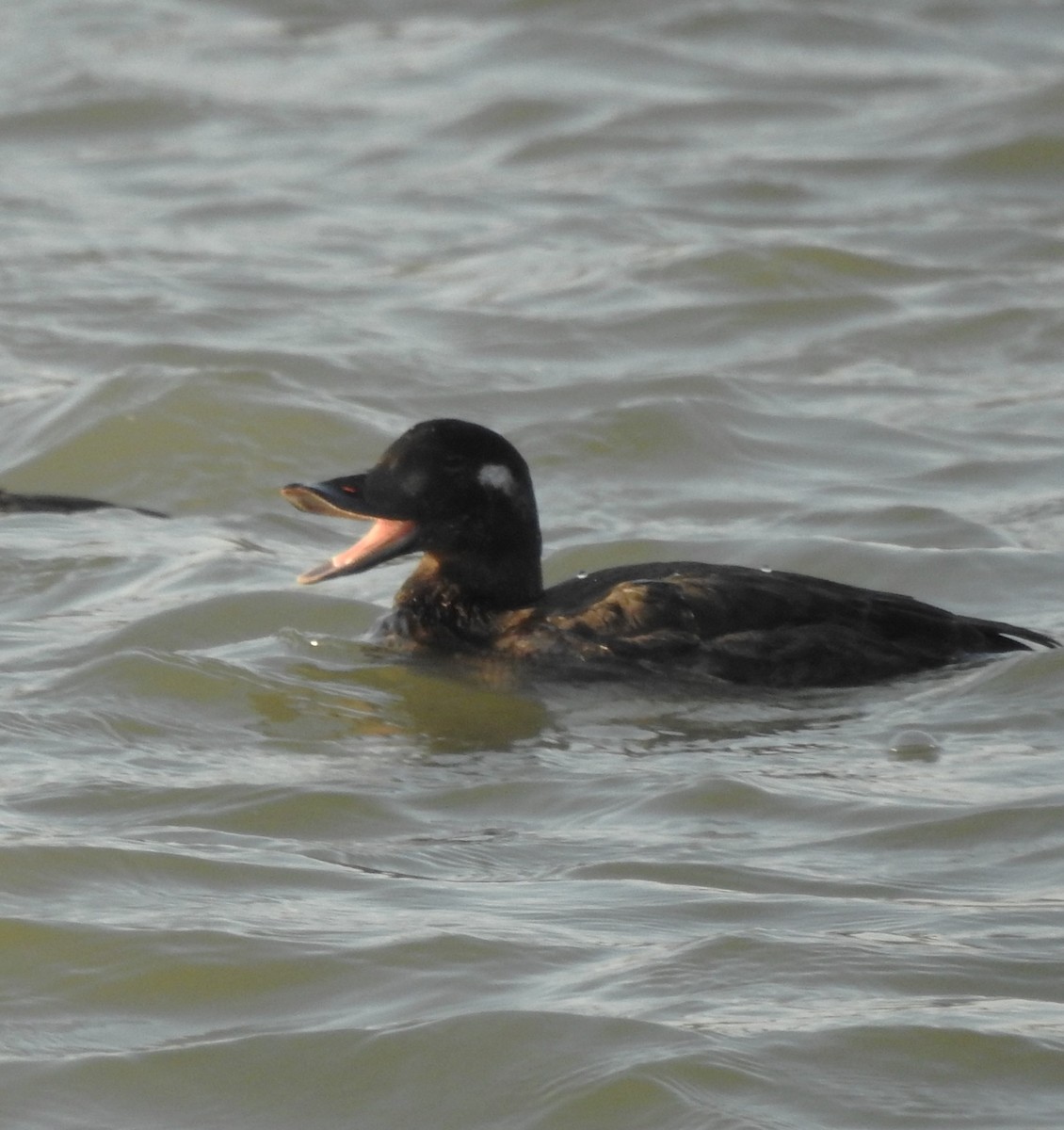 White-winged Scoter - ML610385724