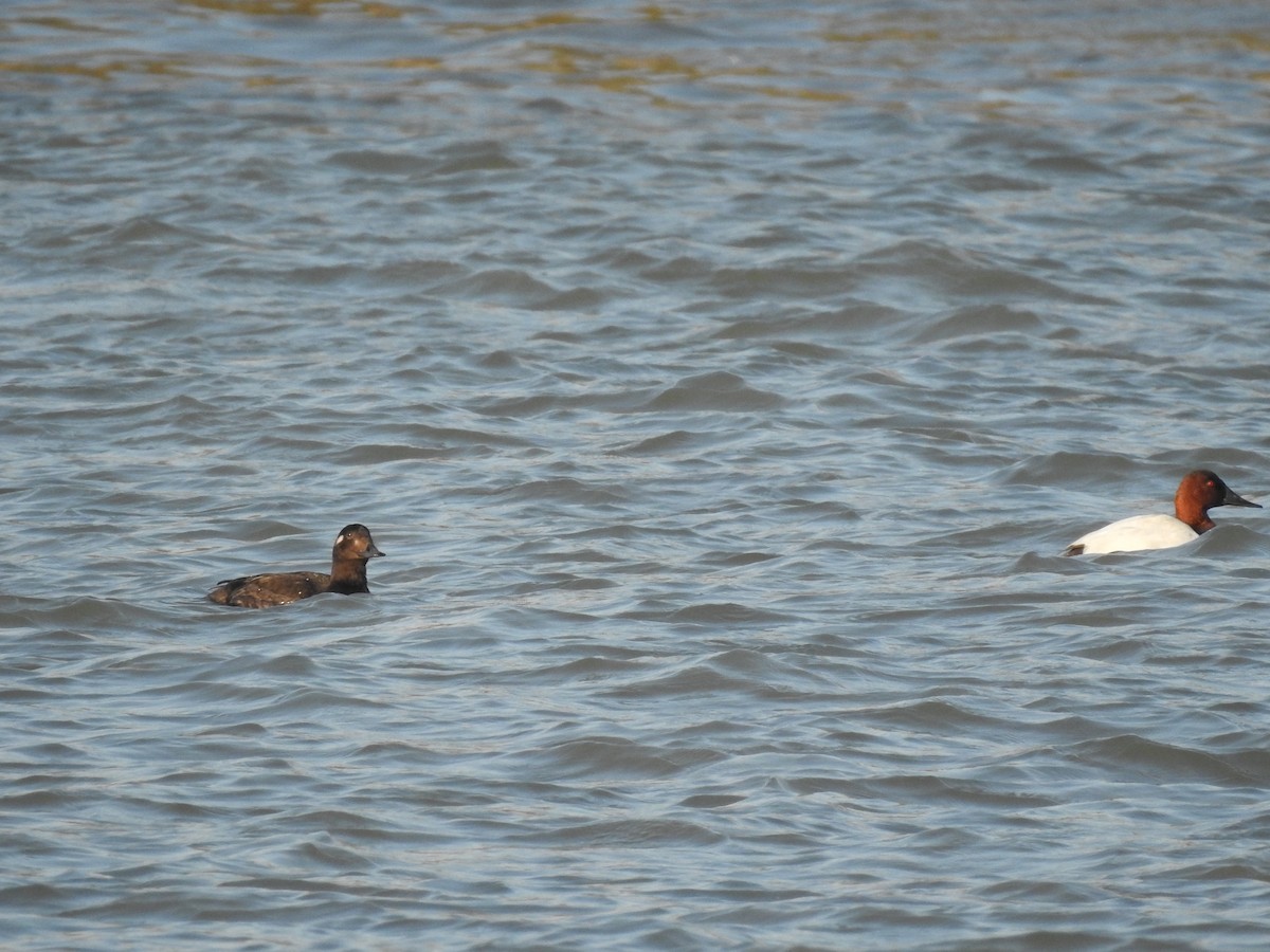 White-winged Scoter - ML610385731