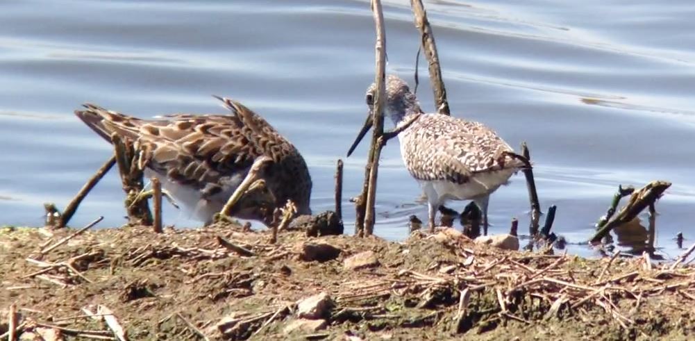 Lesser Yellowlegs - ML610385738