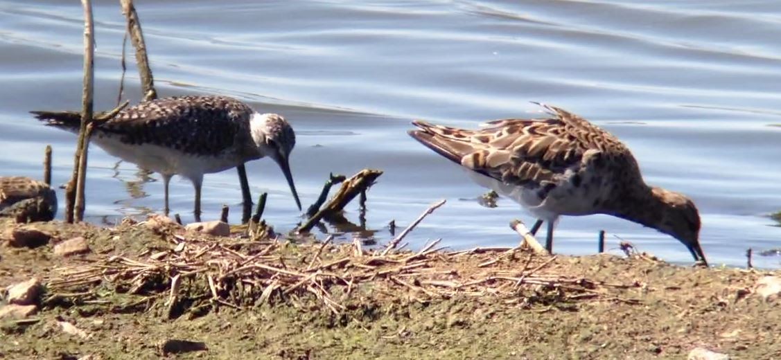 Lesser Yellowlegs - ML610385740