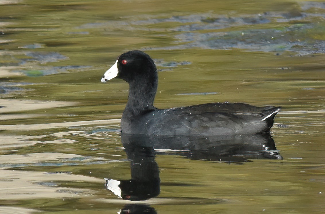 American Coot - ML610385754