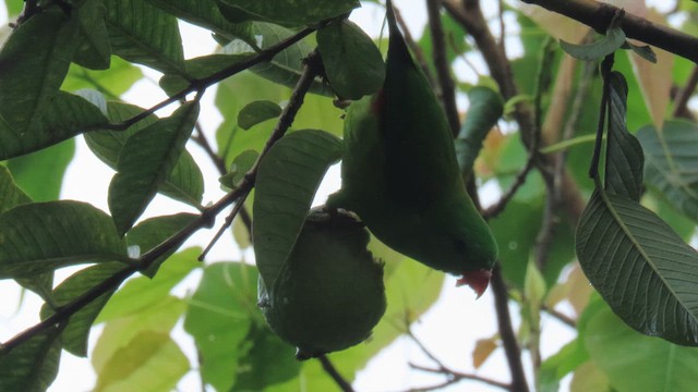 Vernal Hanging-Parrot - ML610385793