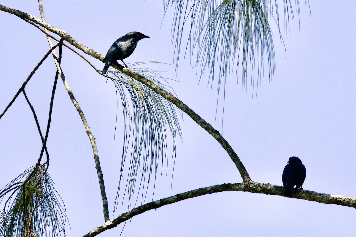 Short-tailed Starling - ML610385913