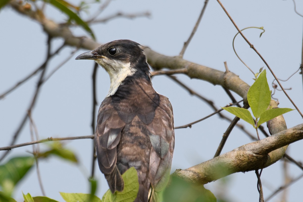 Pied Cuckoo - ML610385927