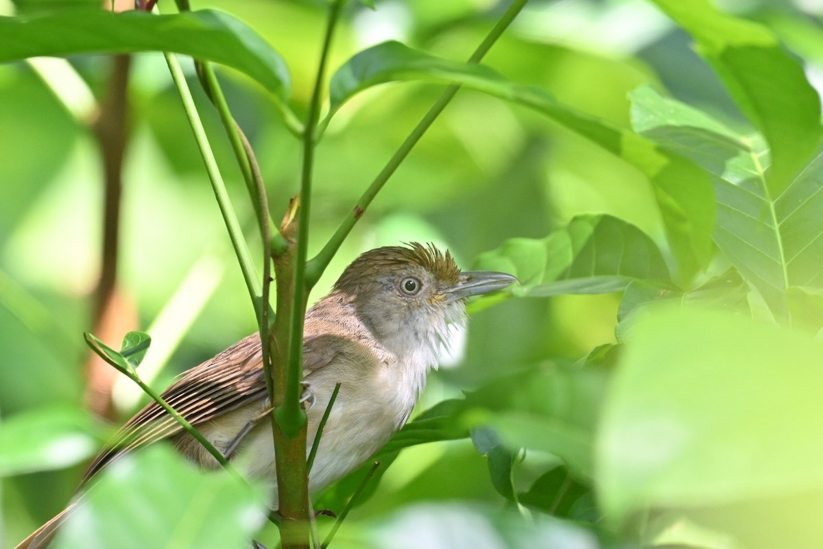 Palawan Babbler - ML610385936