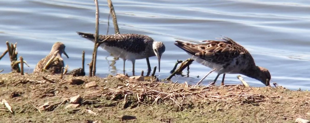 Lesser Yellowlegs - ML610385996