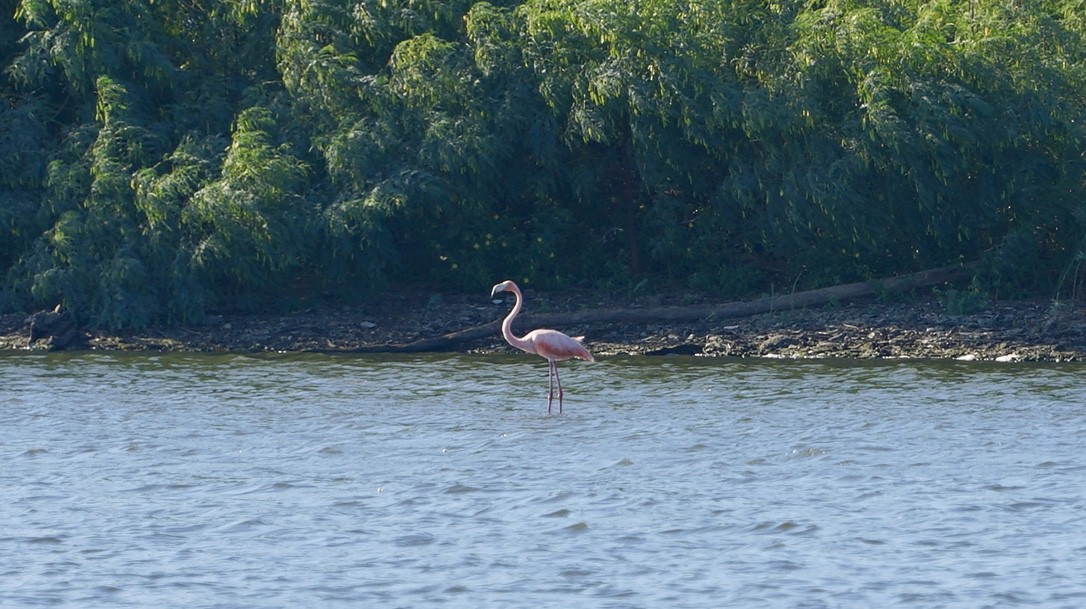 American Flamingo - ML610386013