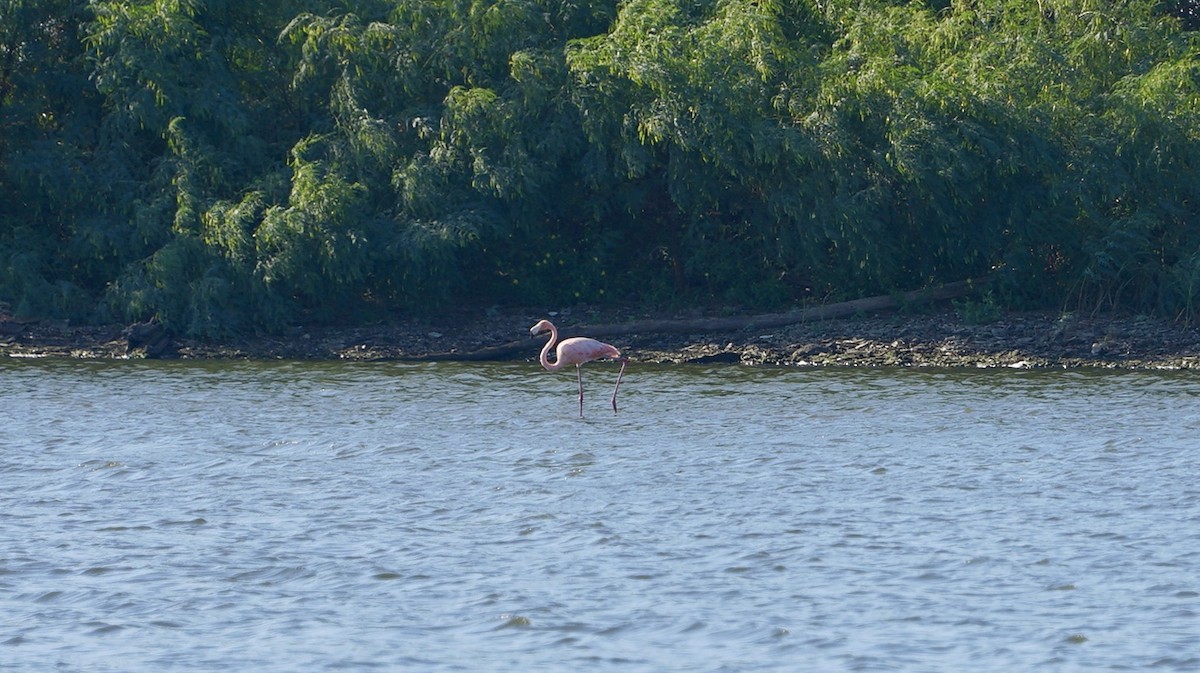 American Flamingo - ML610386014