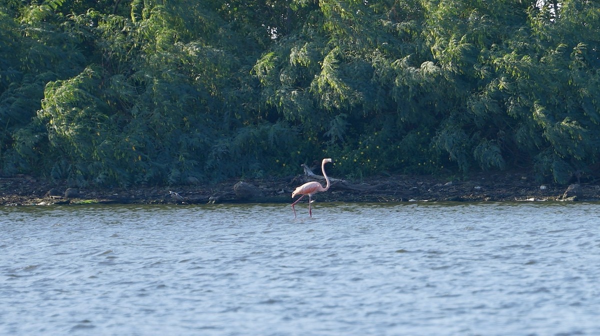 American Flamingo - ML610386015