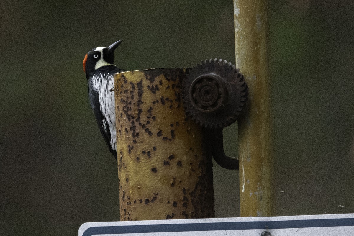Acorn Woodpecker - ML610386032