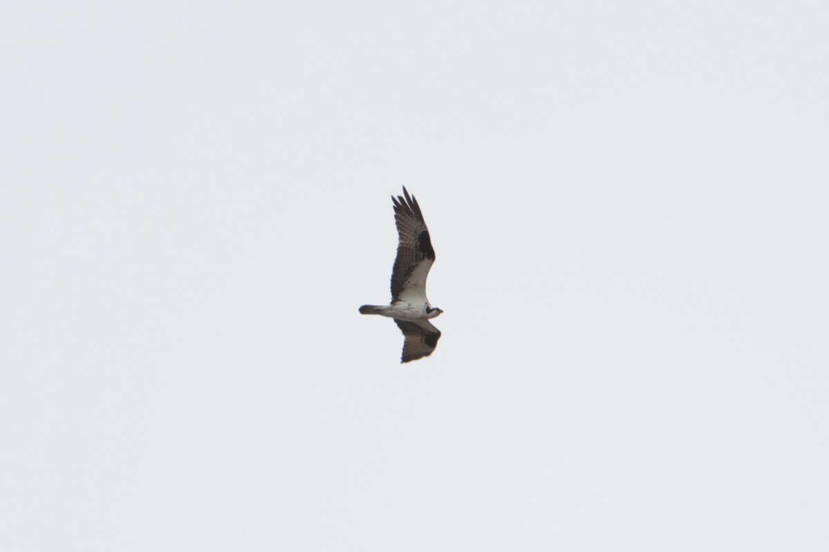 Osprey - ML610386068