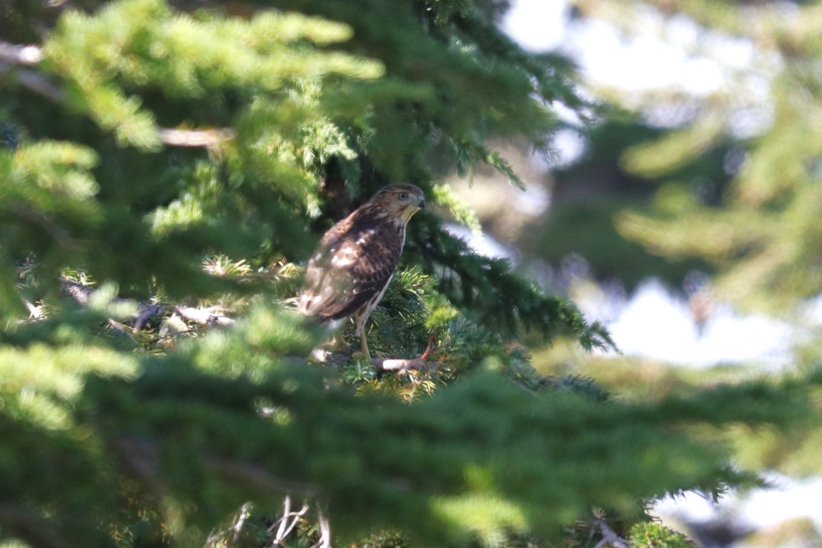 Cooper's Hawk - ML610386080