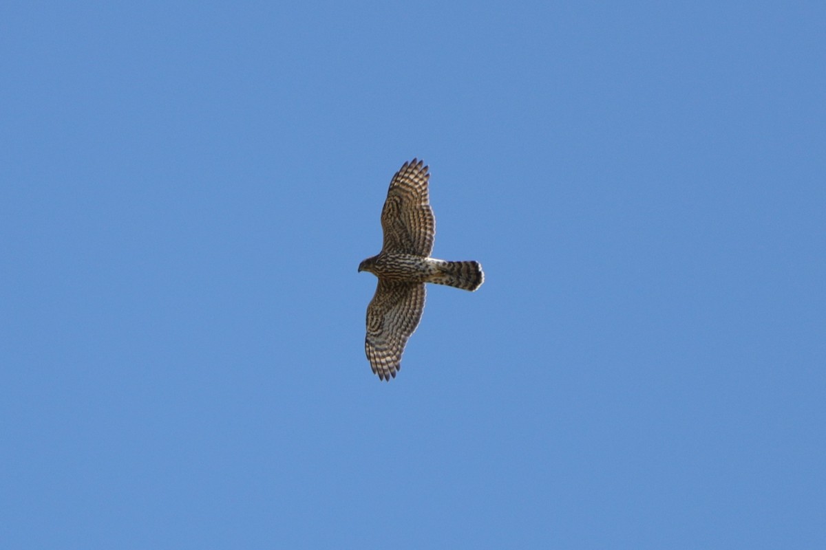 American Goshawk - ML610386085