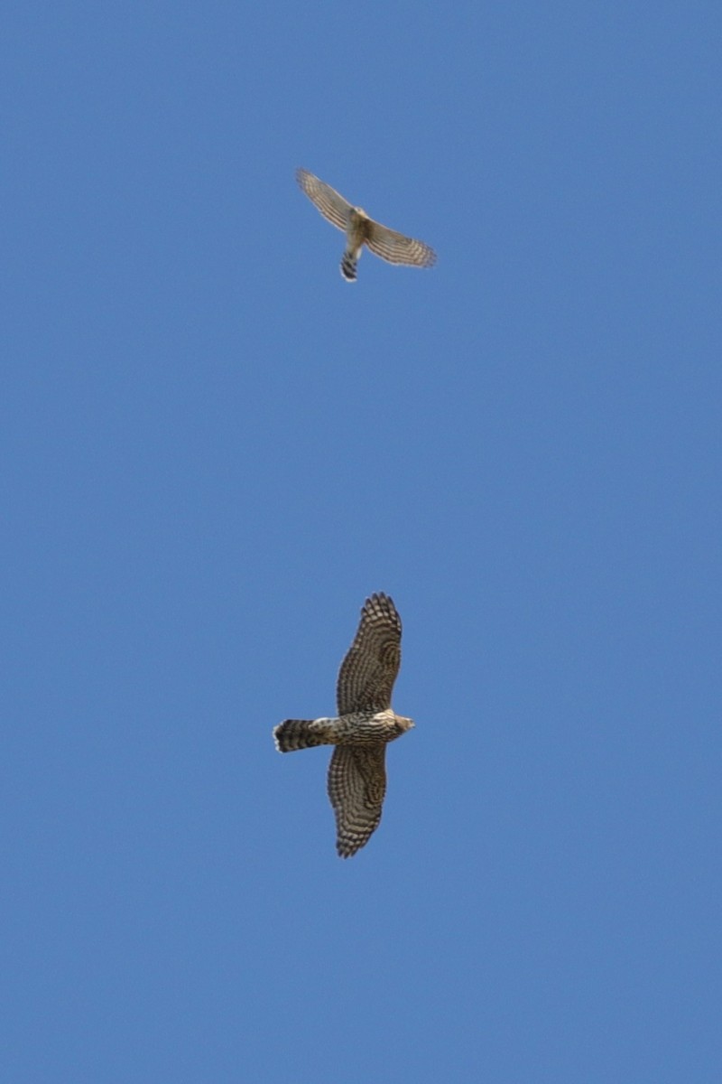 American Goshawk - Colton Veltkamp